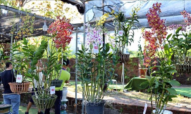 Mehr als 400 seltsame Orchideenpflanzen vorgestellt