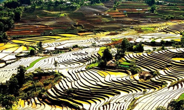 Schönheit der Reisterrassen in der Zeit der Wasserfelder