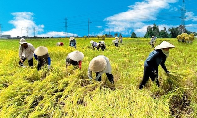 Vietnam aims to earn global reputation for rice quality 