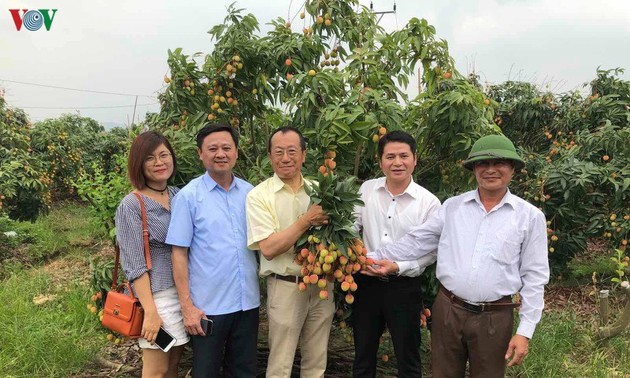 Vietnamese fresh lychees arrive in Japan 