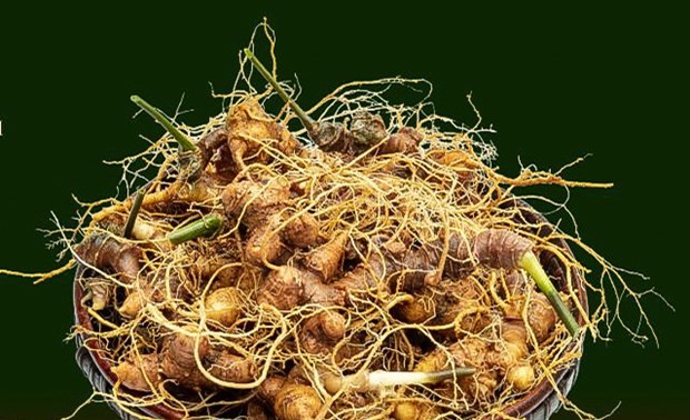 Vietnam aims to become world’s major ginseng producer