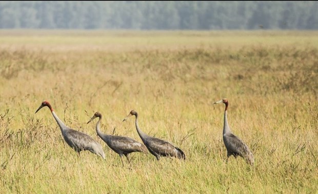 Red-crowned cranes return to Tram Chim National Park