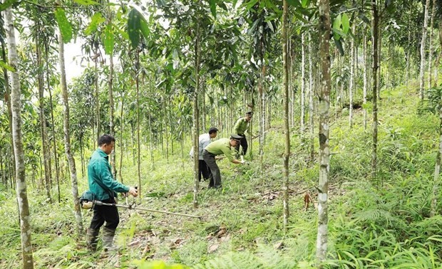 Vietnam’s forest coverage remains at 42.02% in 2023