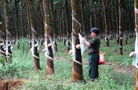 Vietnam Rubber Group continues investment projects in Laos and Cambodia