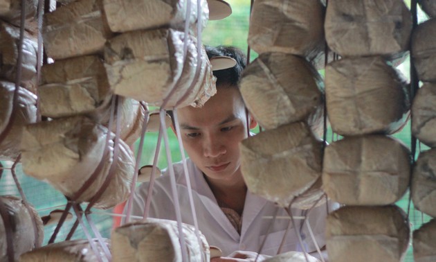 Ngo Kim Lai, the first person to grow caterpillar fungus in Vietnam