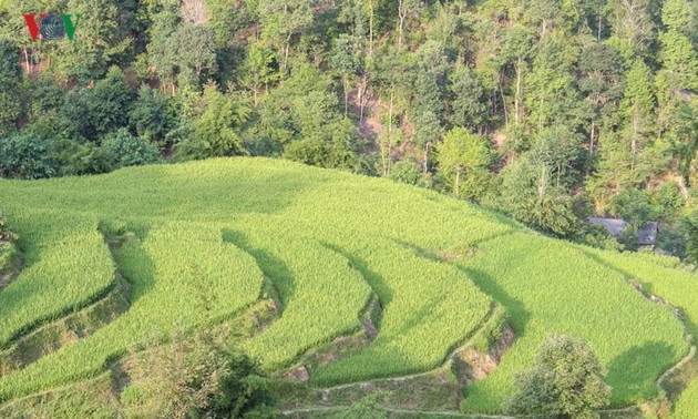 Terraced paddy fields in Tung San Commune