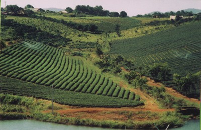 High-tech agricultural development in the central highlands
