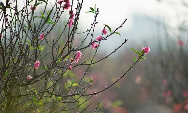 Peach trees bloom early at Nhat Tan flower village