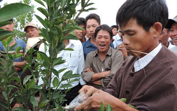 Festival highlights kumquat growing craft in central Vietnam