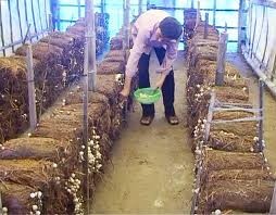 蘑菇种植-河南金榜的有效生产方向