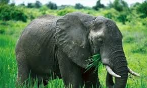 大象保护周在广南省举行