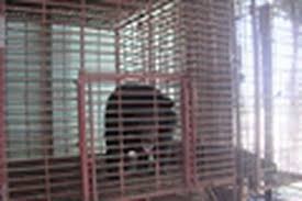 坚江省野生动物保护中心收留两头被非法圈养的月熊