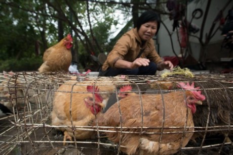 世卫组织：H7N9禽流感病毒出现变异