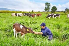 越南乳制品股份公司大叻有机奶牛农场落成