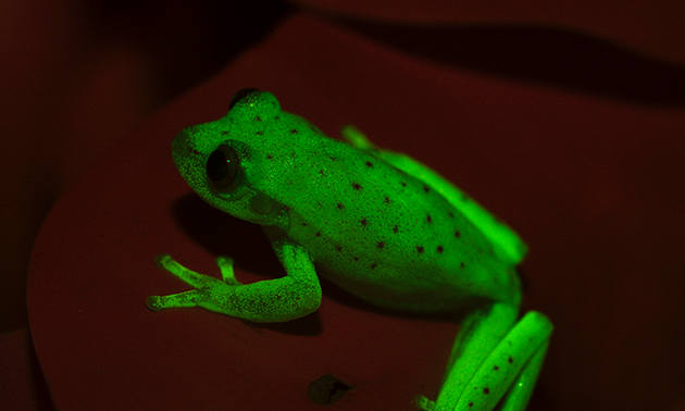 世界上首次发现可发荧光的青蛙