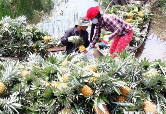 越南南方前江省菠萝价格猛涨
