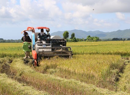 越南新稻价格微涨 大米出口出现积极信号
