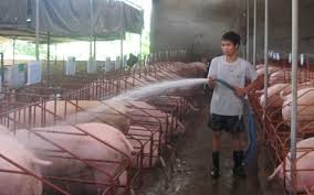 朔庄省猪肉价格连续上涨