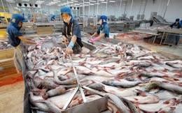 越南查鱼价格上涨