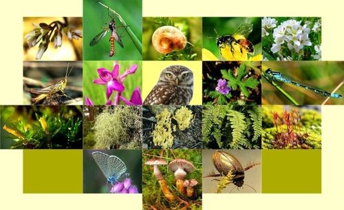 成立承担制定国家生物多样性保护规划任务的评估委员会