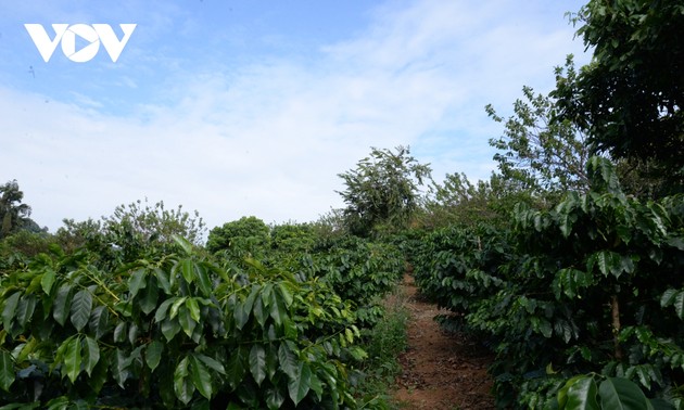 山萝省面向国家五星级标准打造“一乡一品”咖啡产品
