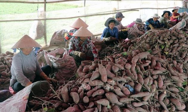 中国同意考虑重新进口越南红薯