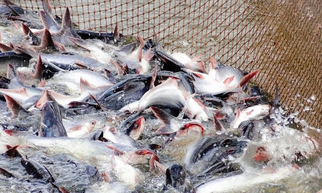 预计今年第二季度，越南巴沙鱼对主要市场的出口将保持强劲增长