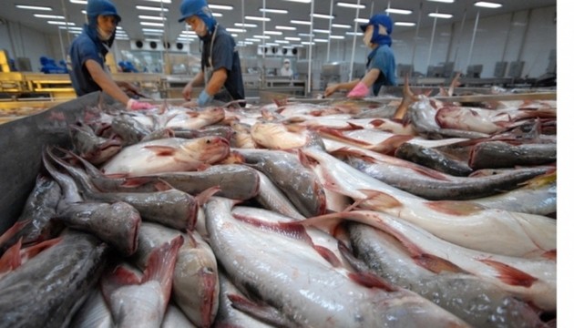 越南查鱼征服了140多个市场