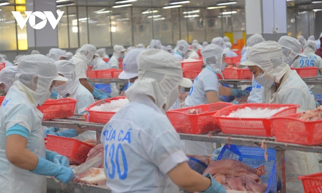 越南九龙江平原地区的查鱼产业朝着循环和低排放经济方向发展