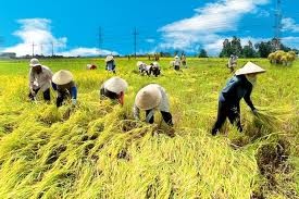 Landwirtschaft: eine Säule der vietnamesischen Wirtschaft 