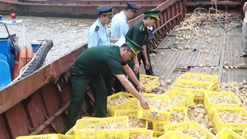Erhöhte Maßnahmen in Vietnam gegen Vogelgrippenvirus H7N9