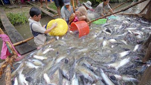 Neues US-Landwirtschaftsgesetz erschwert vietnamesischen Pangasiusexport