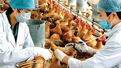 Bekämpfung der Vogelgrippe in Vietnam