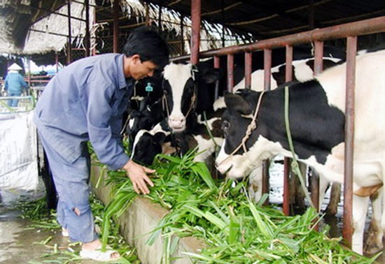 Vier Hochschulabsolventen starten Karriere mit Rinderfarm