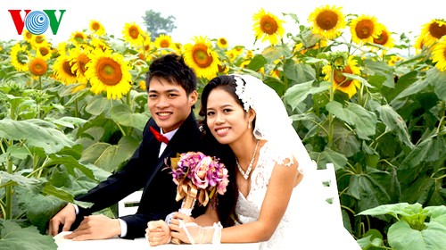 Sonnenblumen in der zentralvietnamesischen Provinz Nghe An
