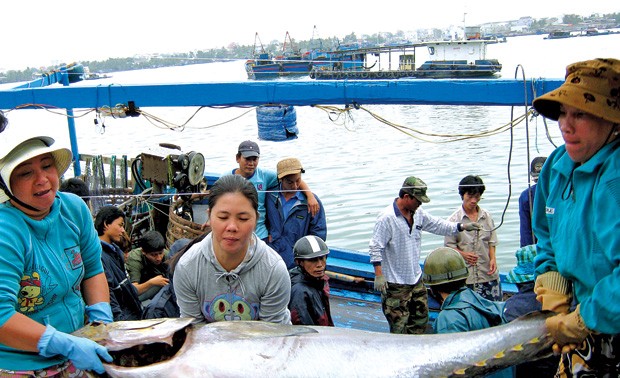 Thunfisch-Fang in Vietnam