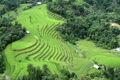 Einzigartige Kultur- und Tourismustage mit dem Terassenreisanbau in Hoang Su Phi
