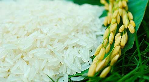 Markenbildung von vietnamesischem Reis für Export