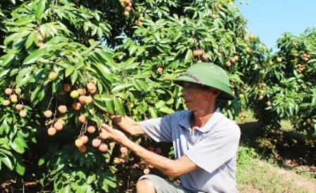 Provinz Bac Giang konzentriert sich auf Handelsförderung der Litschi