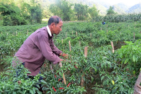 Viele Unternehmen arbeiten mit Bauern in Bac Kan zusammen