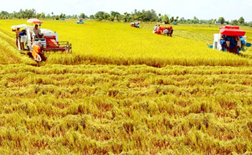 Aufbau von hygienischen Reisfeldern verstärkt den Export