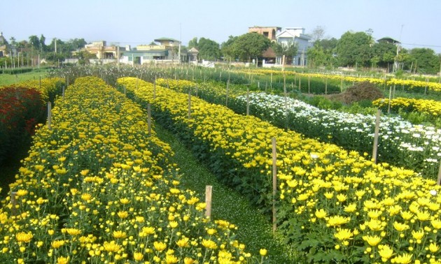 Blumendorf Phu Van entwickelt Blumenanbau parallel zum Tourismus