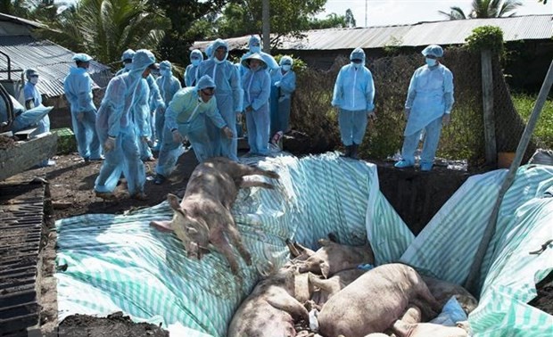 USA helfen Vietnam bei Herstellung eines Vakzins gegen Schweinepest aus Afrika
