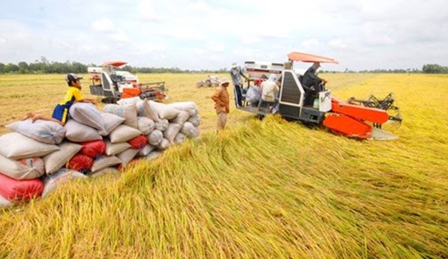 Reisproduktion im vietnamesischen Mekong-Delta erreicht Rekorderträge