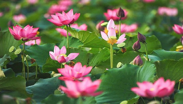 Ausstellung “Lotus im Kulturleben der Vietnamesen”