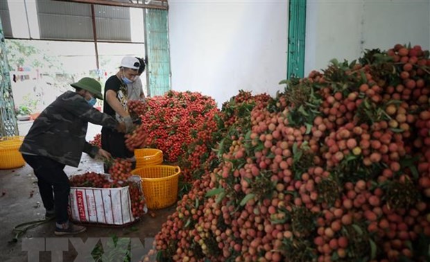 Unternehmern und Händlern aus China den Kauf von Litschi in Bac Giang erleichtern