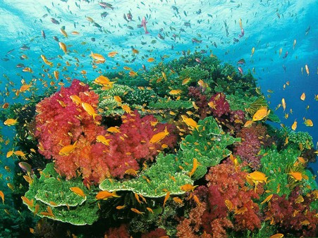  Serious decline of Coral in the East Sea