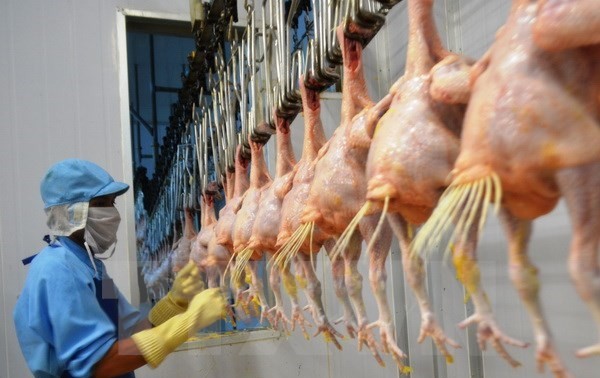 Exportarán pollo vietnamita a Japón