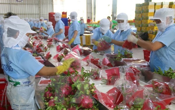 Vietnam envía primer lote de pitahaya a Australia