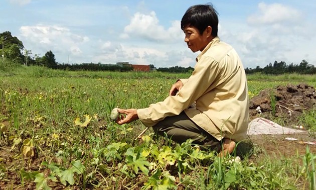Seguro agrícola – tabla de salvación los cultivadores vietnamitas